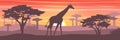 A large giraffe in the African savanna at sunset. Silhouettes of animals and plants. Realistic vector landscape. The nature of Afr Royalty Free Stock Photo